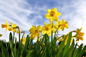 daffodils against the blue sky