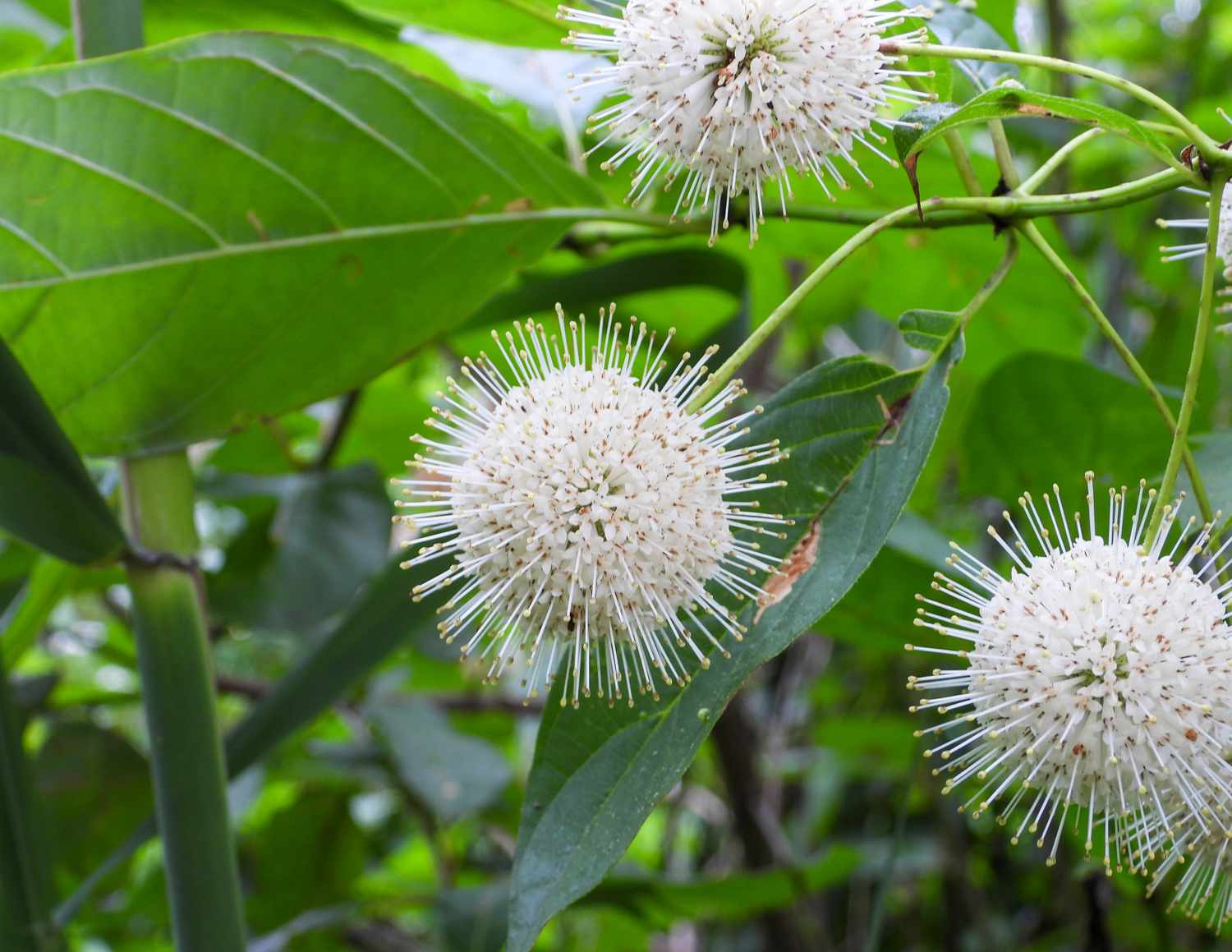 Spherical spiked flowers on a leafy plant