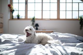 dog on bed