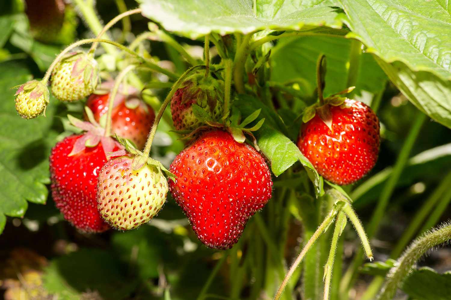 Everbearing strawberries