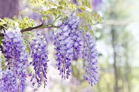 Close up of wisteria flowers blooming in spring