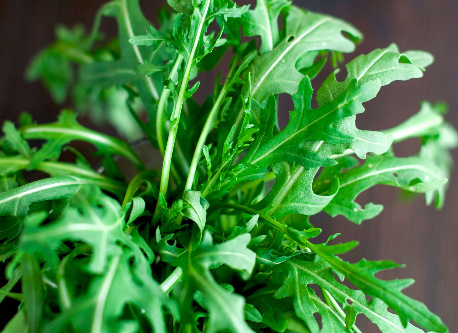 close up of arugula growing indoors