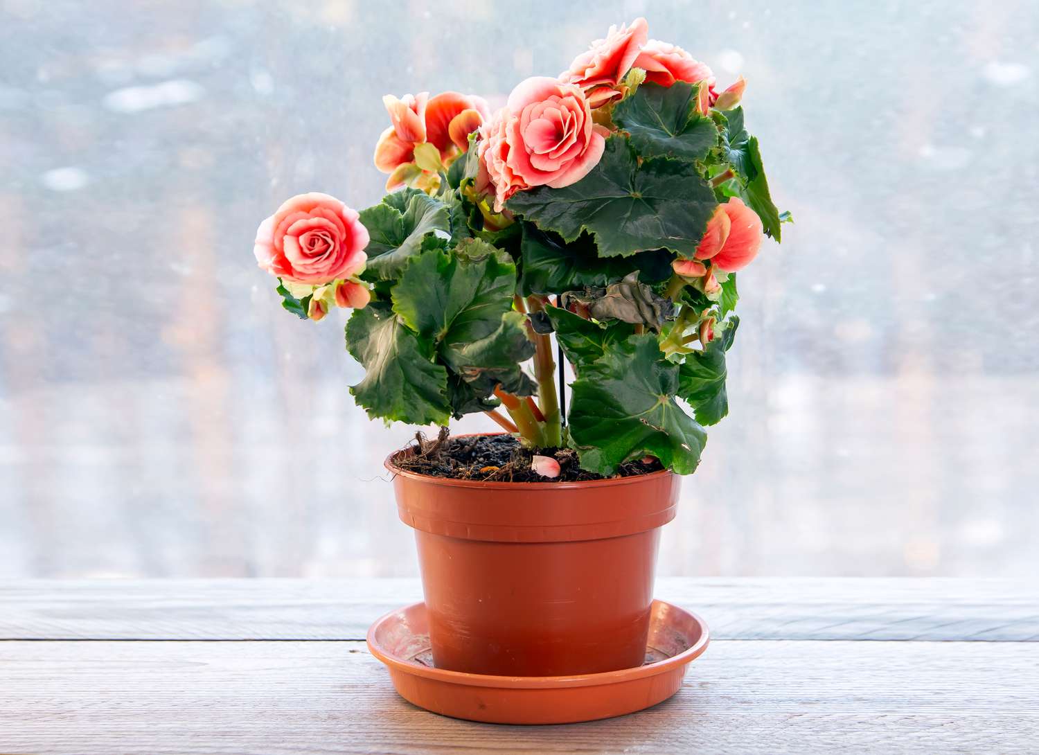 begonia in a terracotta pot with pink blooms near a window