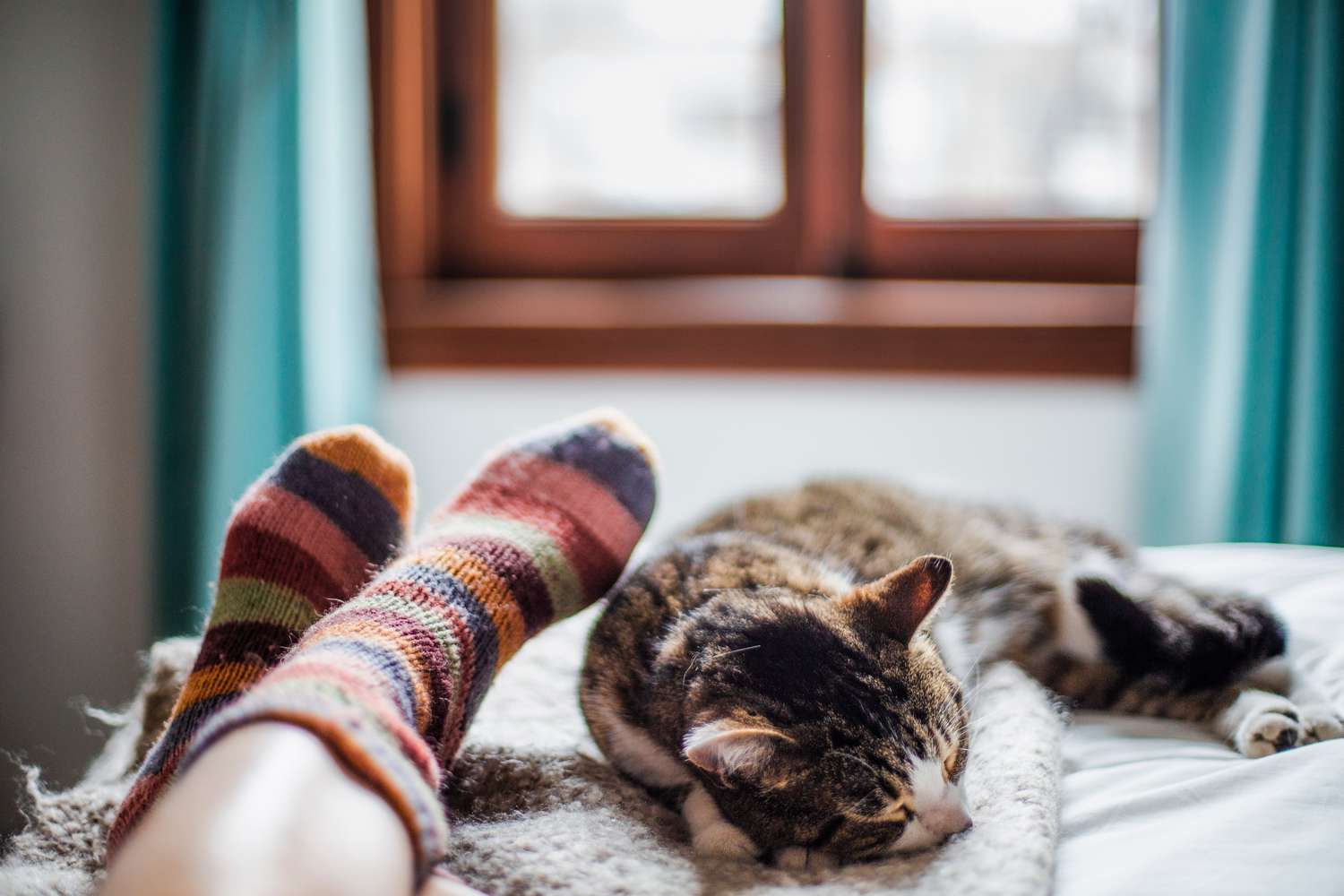 cat asleep at feet