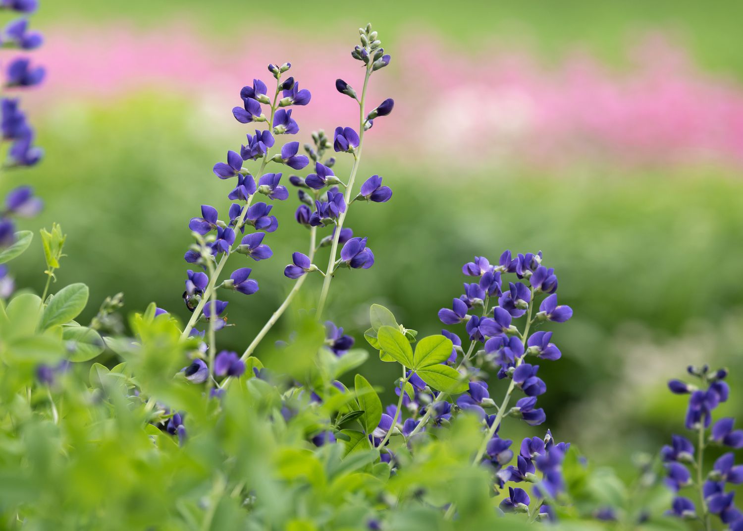 Blue false-indigo plant stems with deep purple tiny blooms and buds