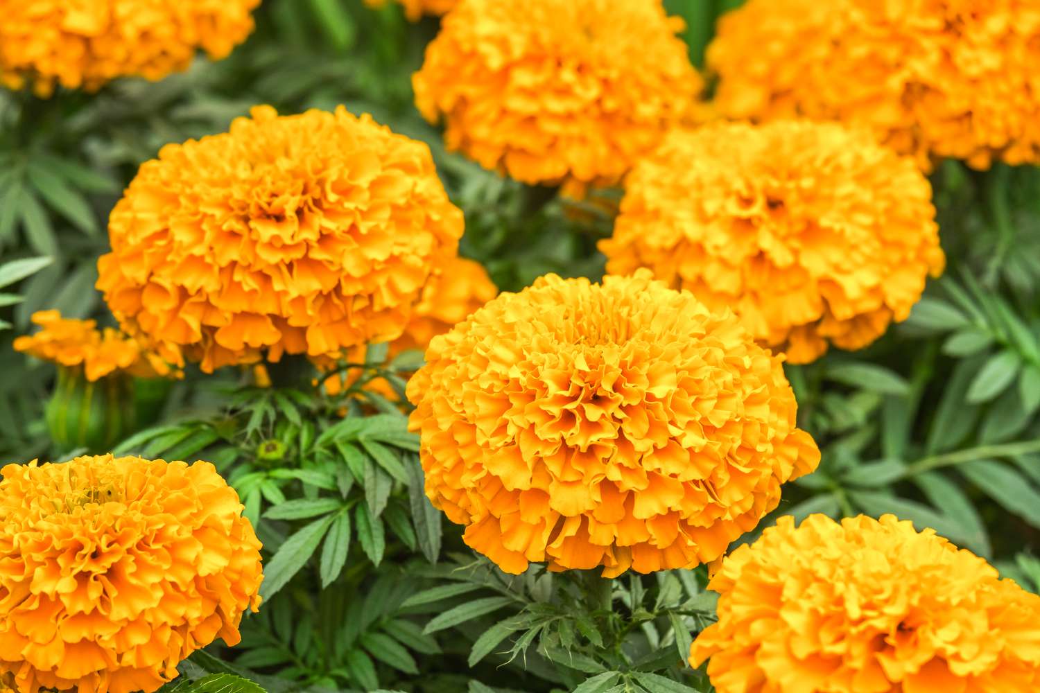 marigold flowers in garden