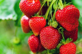 A cluster of strawberries hanging on the vine