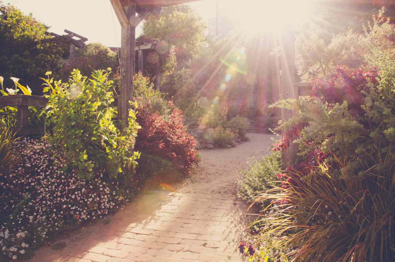 A garden pathway with sunlight streaming through pergola beams, surrounded by various plants and bushes