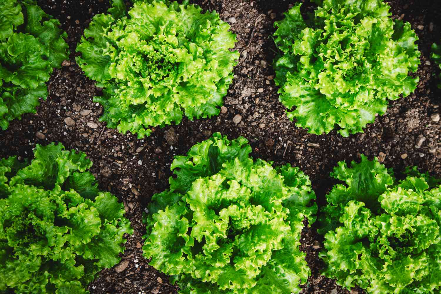 Green lettuce crops in a vegetable garden