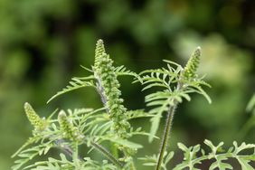 Ragweed