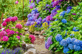 Hydrangea in garden