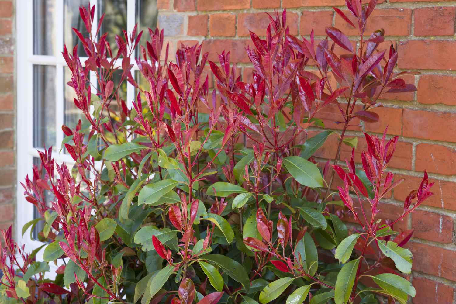 Photinia red tip (redtip) ornamental shrub or tree with bright red and green foliage in a UK garden in spring
