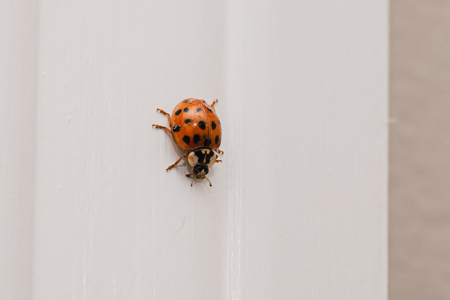 Asian Lady Beetle crawling down window frame
