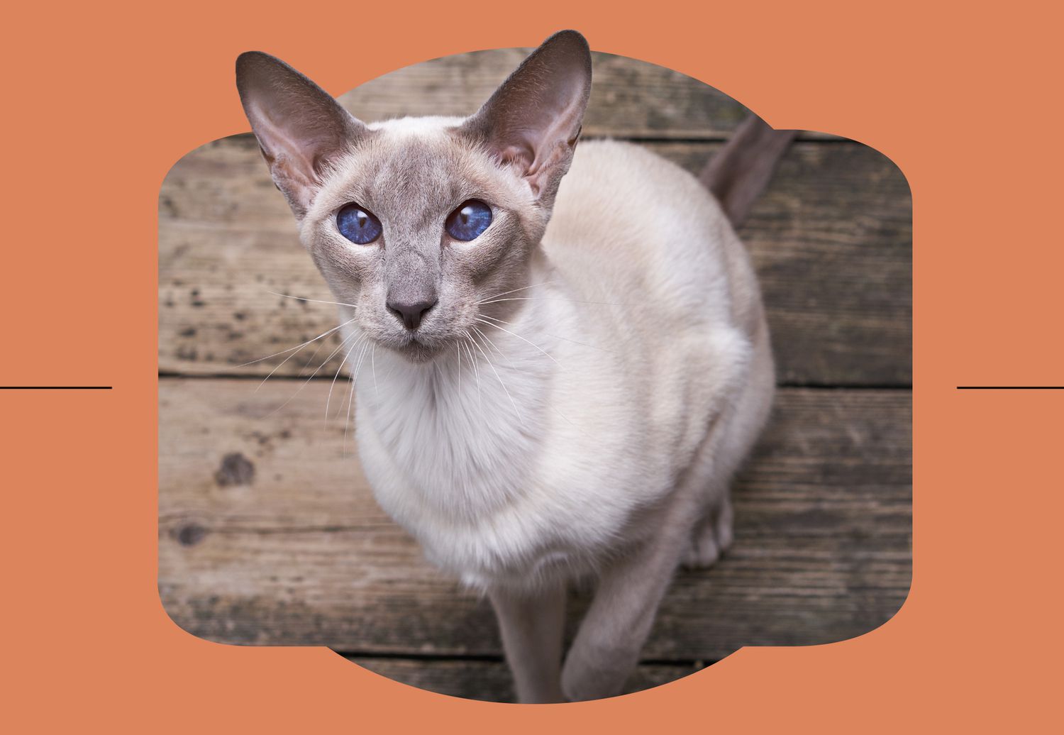 Oriental Shorthair cat