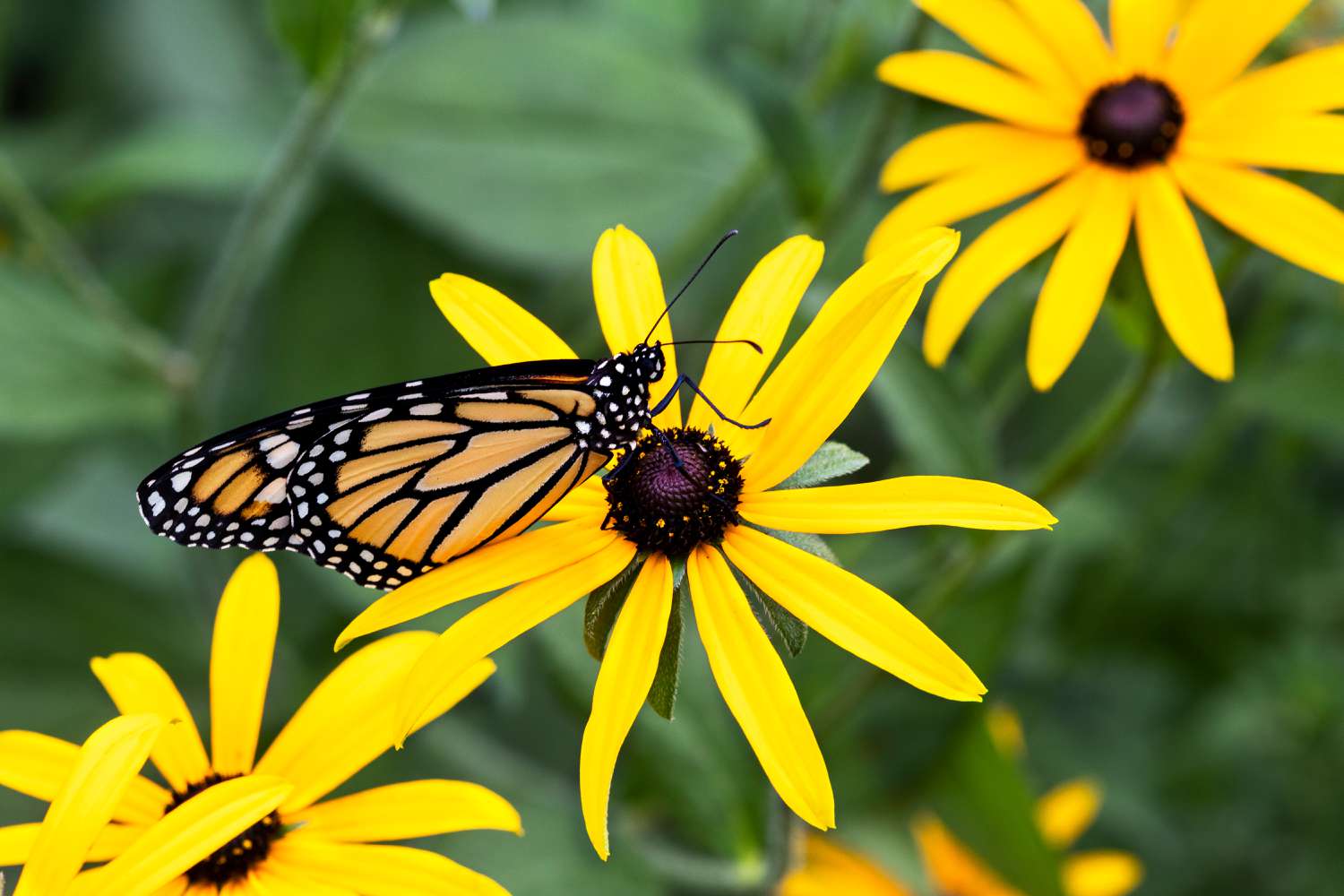 black-eyed susans in the garden with butterfly