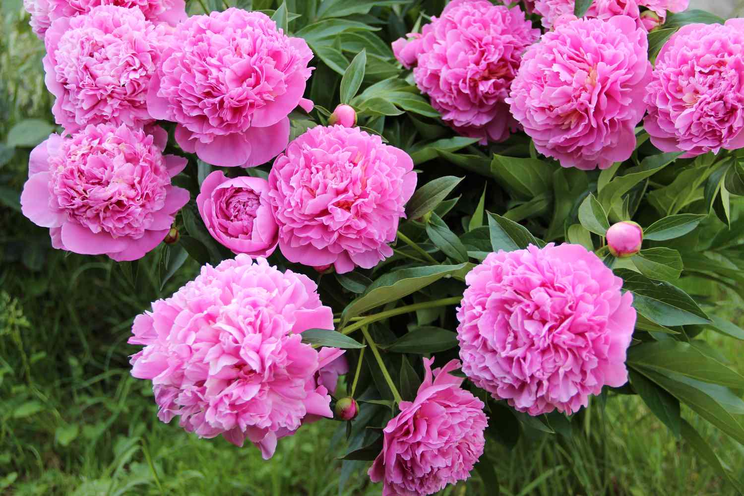 Pink Peonies