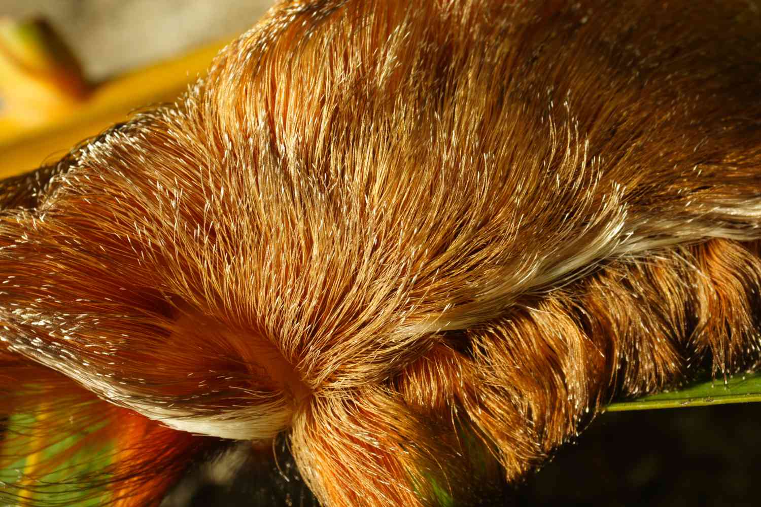 Puss caterpillar
