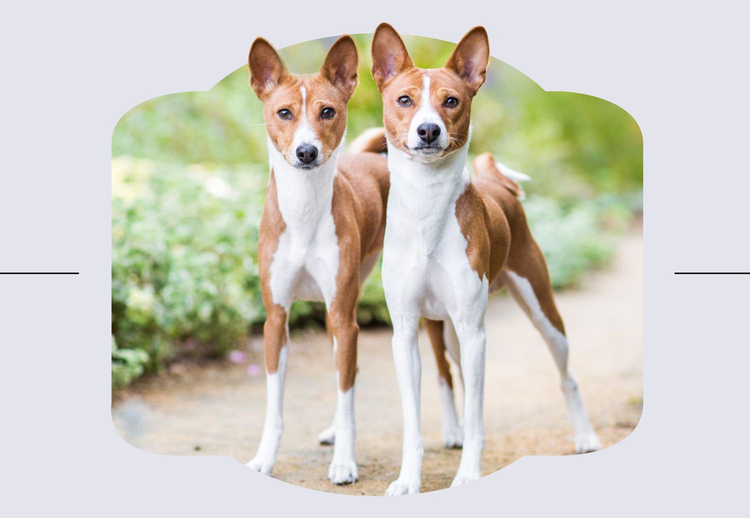 Basenji dogs