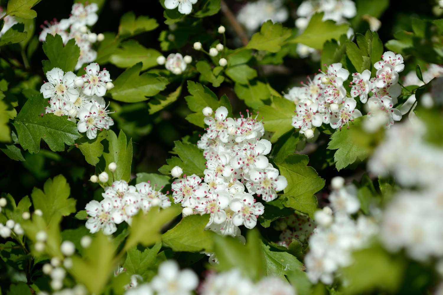 Cluster of small white flowers with green leaves surrounding them