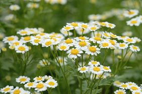 White chamomile in blossom
