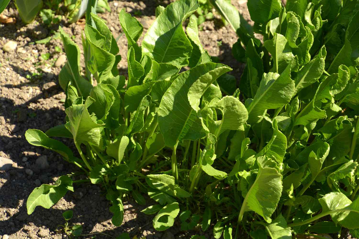 Large leafy foliage of horseradish plants growing in a garden