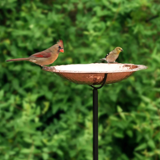 Two birds perched on a birdbath in a garden setting