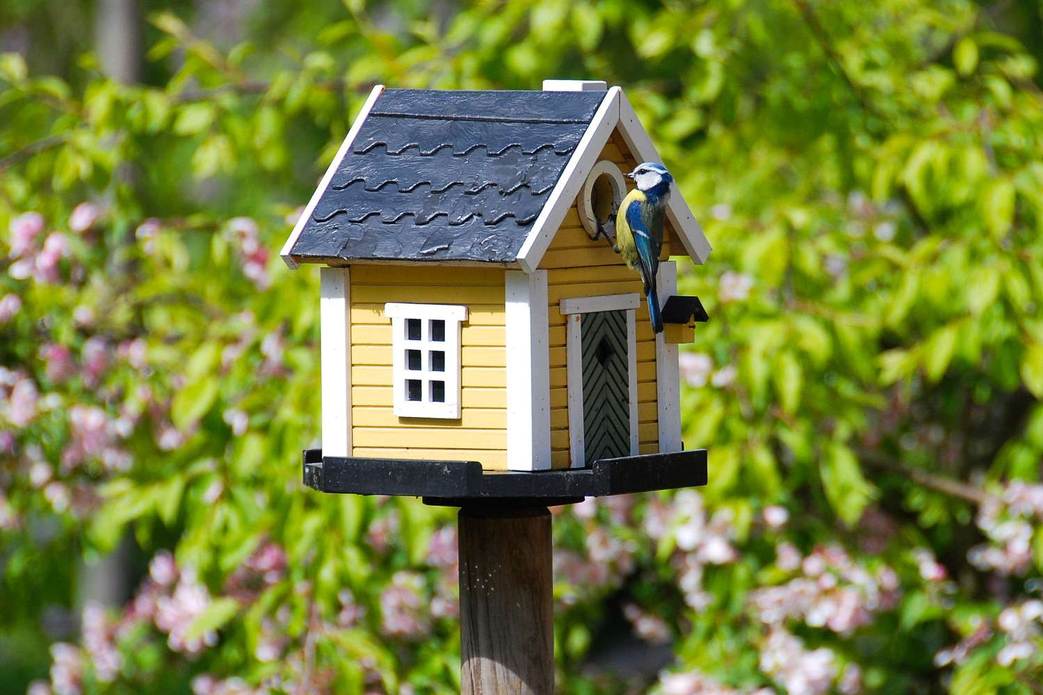 Yellow bird house