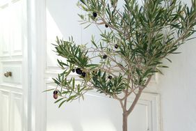 olive tree indoors white background