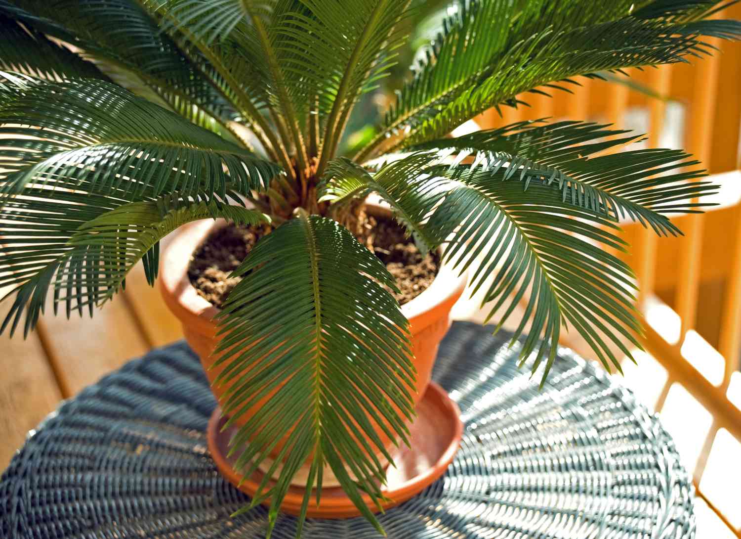 Sago palm in a terracotta pot on an outdoor table