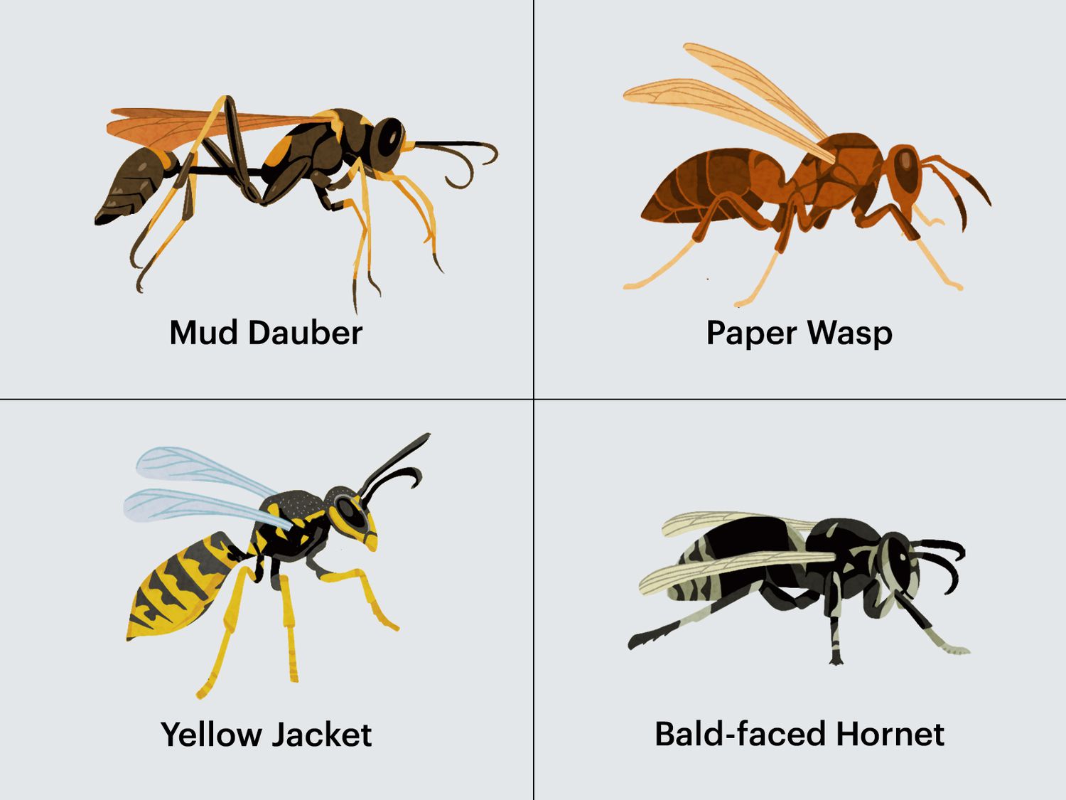 wasp types with names