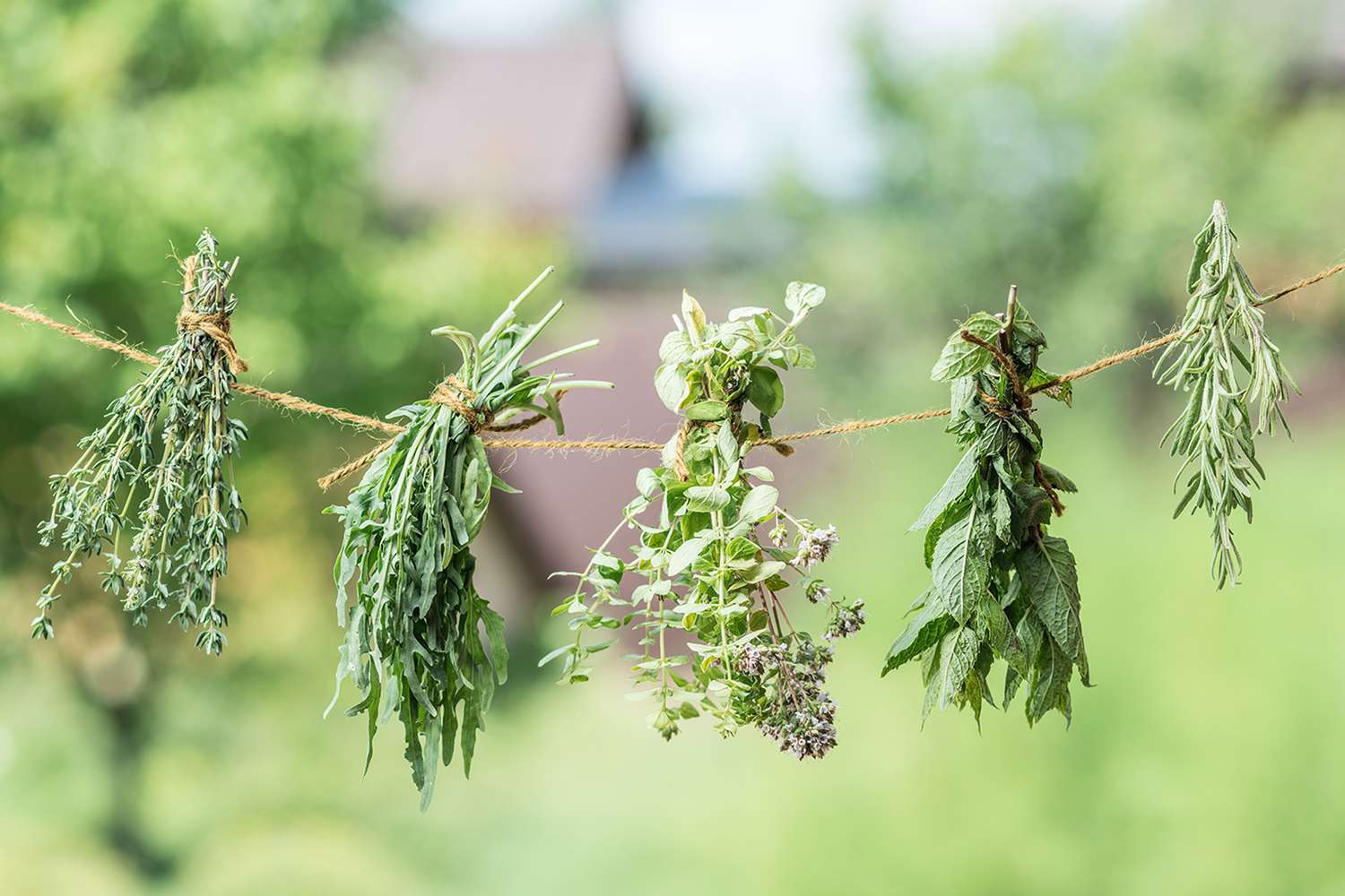 Hanging herbs