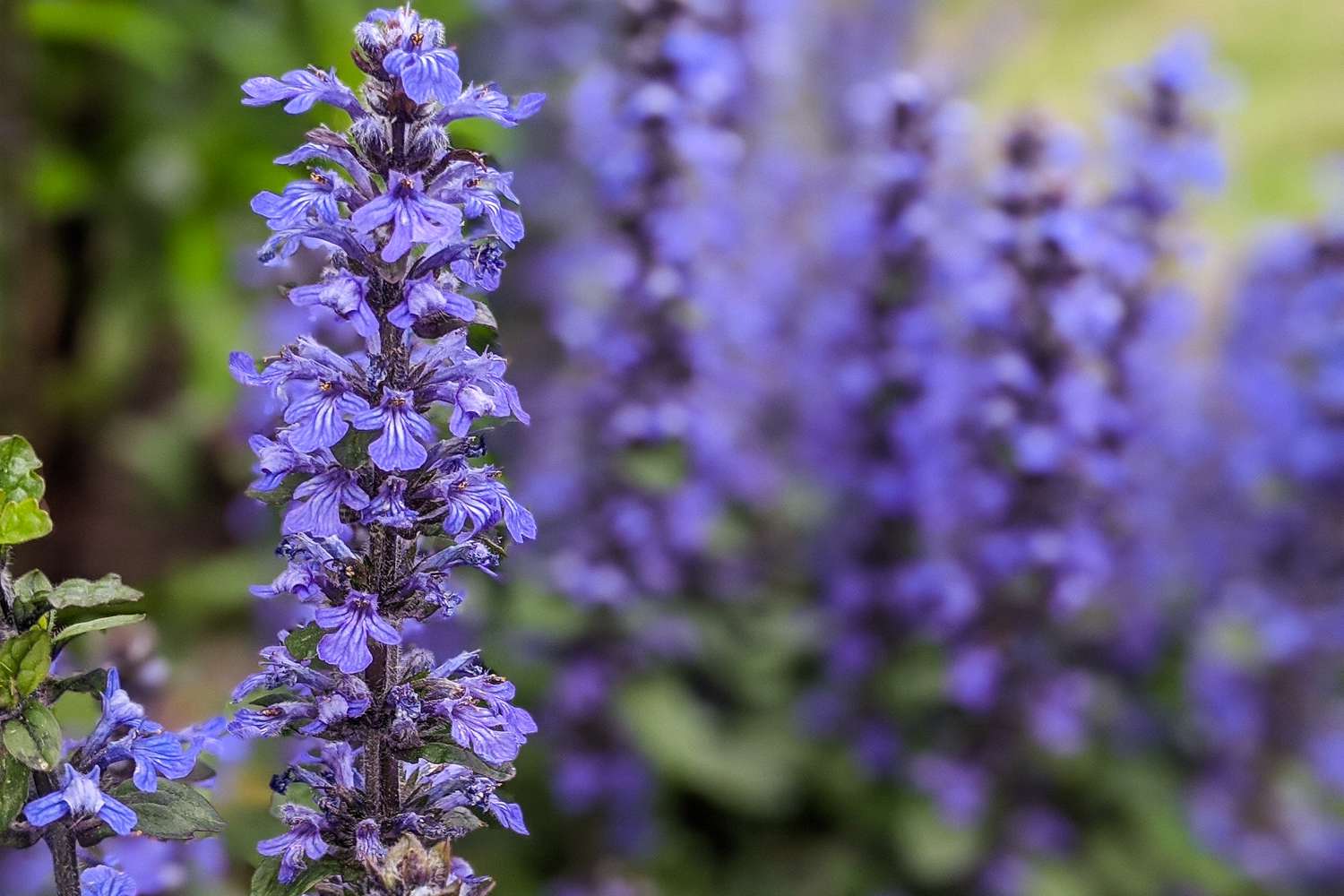 Ajuga flower