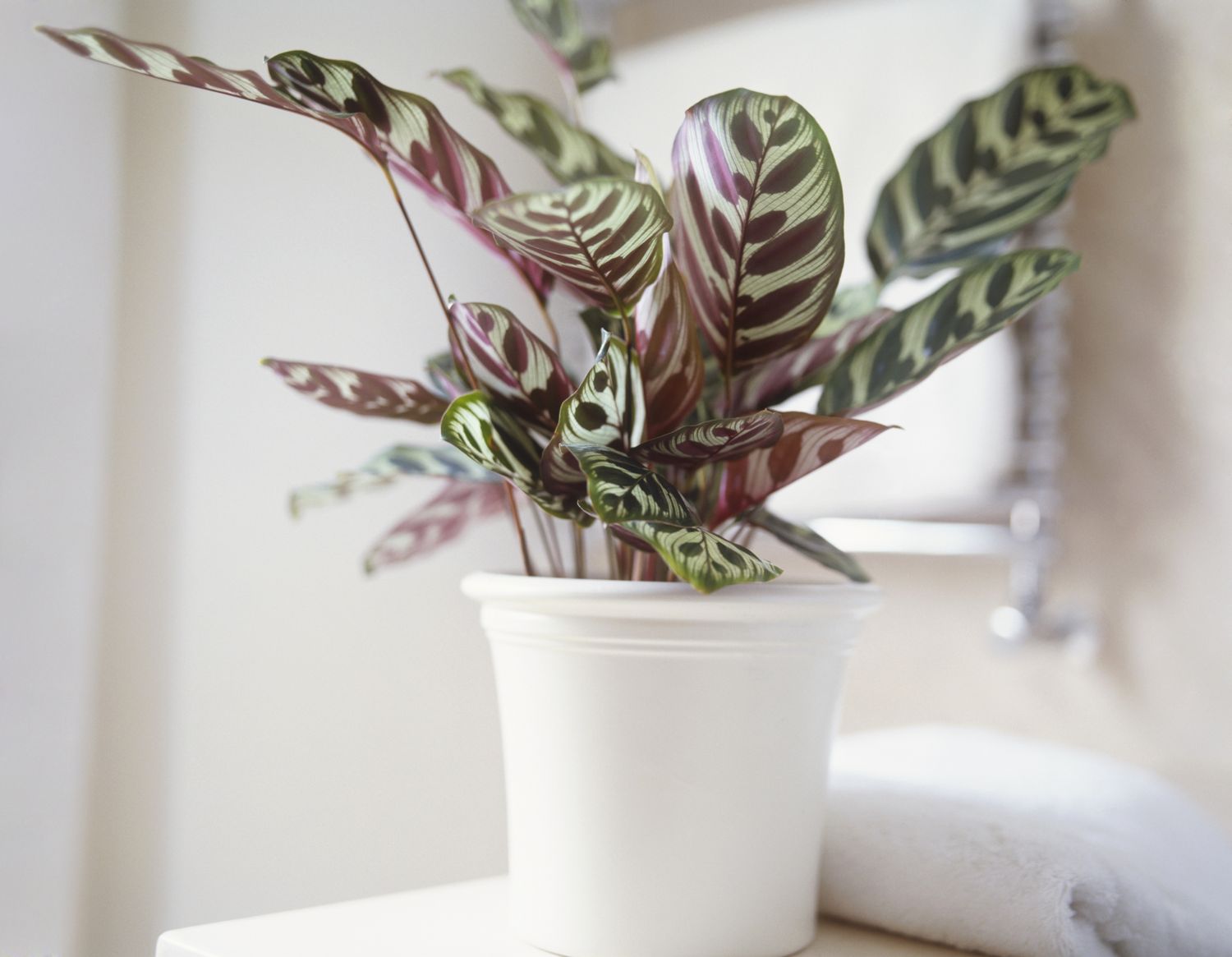 Calathea