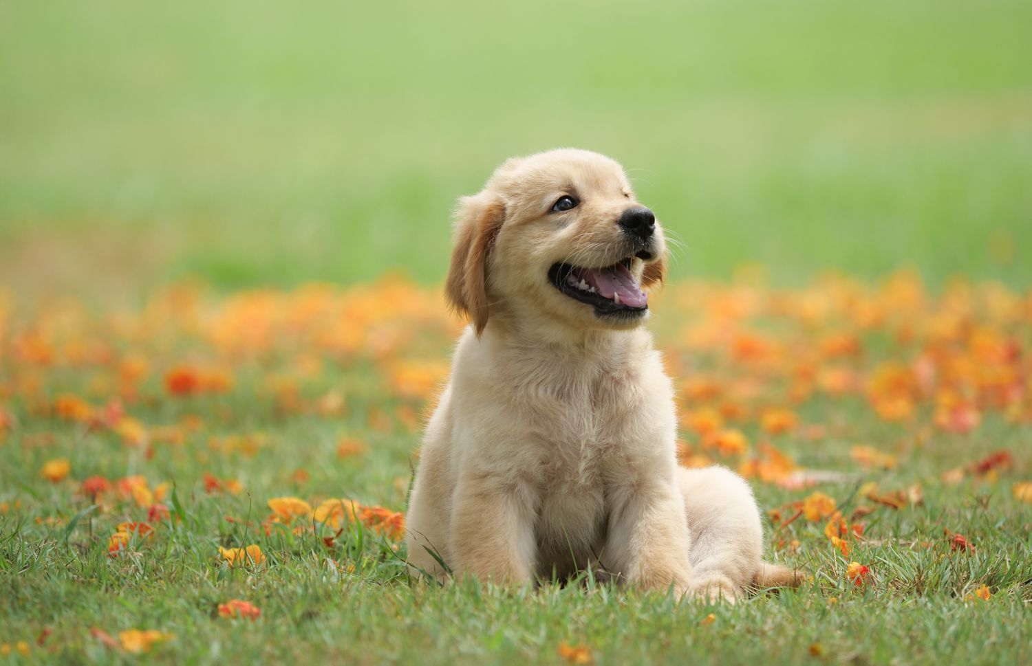 A puppy sitting on grass surrounded by scattered foliage