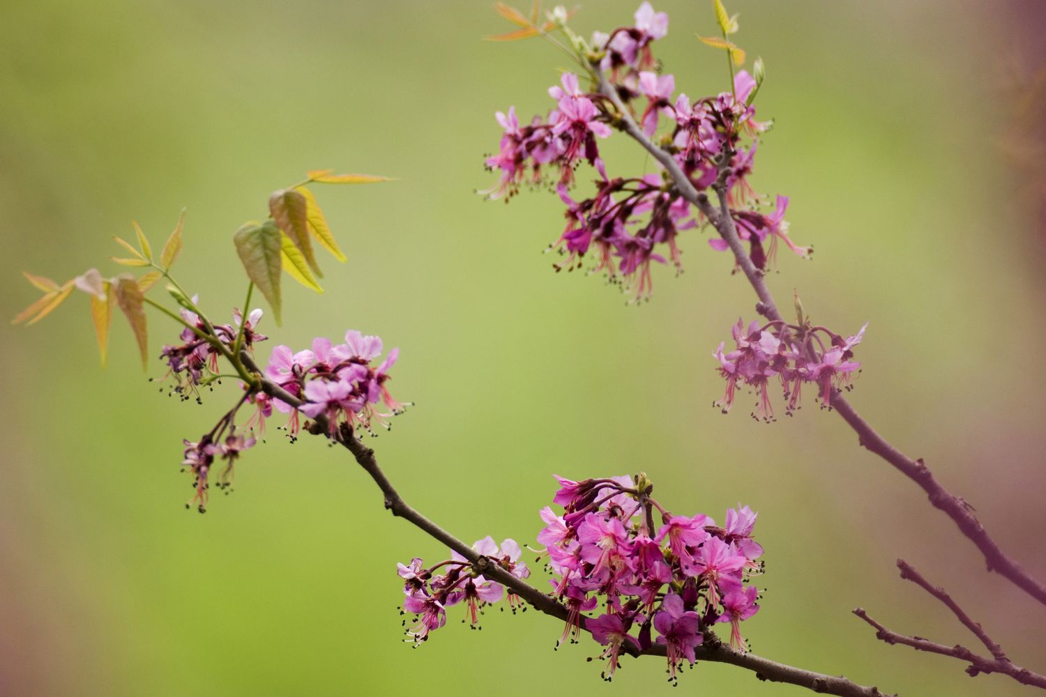 mexican buckeye tree blossoms