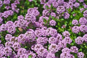 Closeup view of blooming thyme flowers in a garden