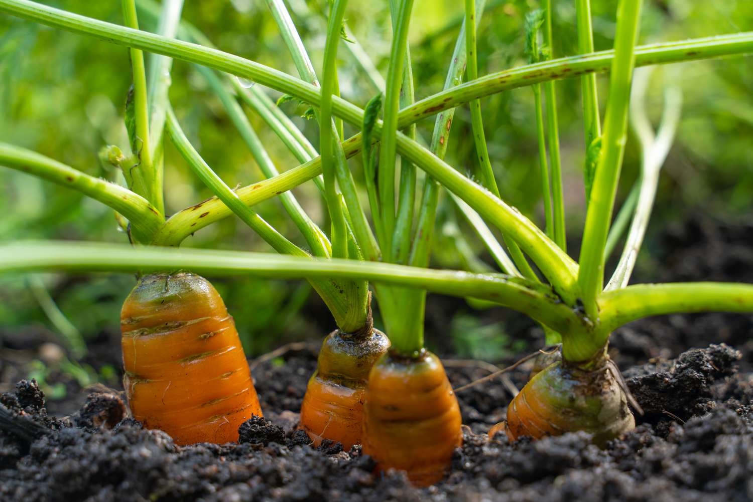 Large unwashed carrots are in the field and are sticking out of the ground. Gardening on the village. Summer content.