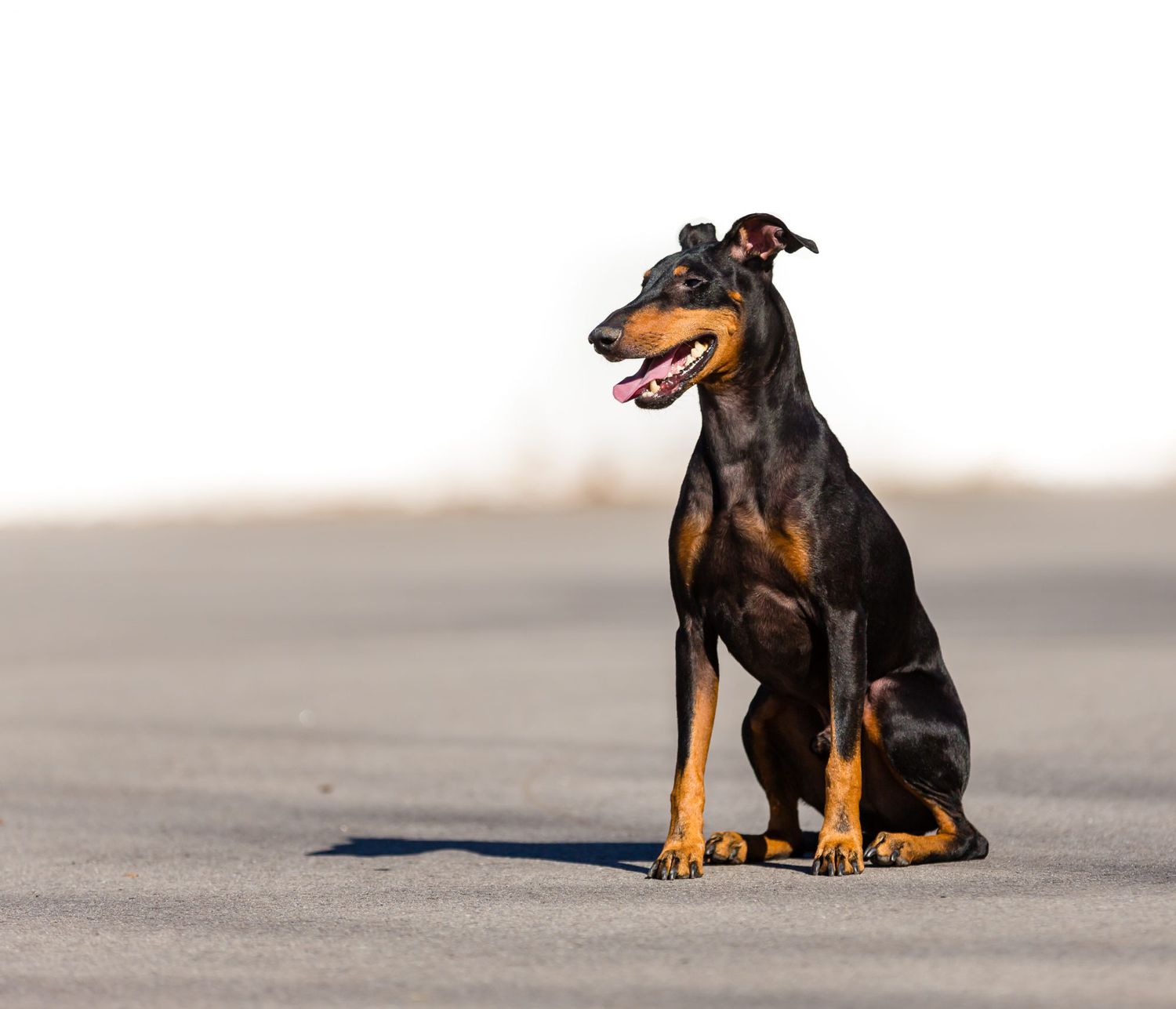 Manchester Terrier sitting