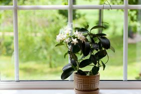 indoor jasmine plant on windowsill