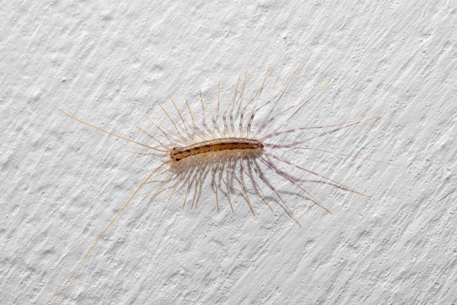 Close-up of a house centipede with many legs crawling on a white textured wall