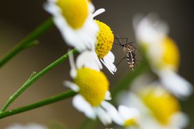 mosquito perched on chrysanthemum flower