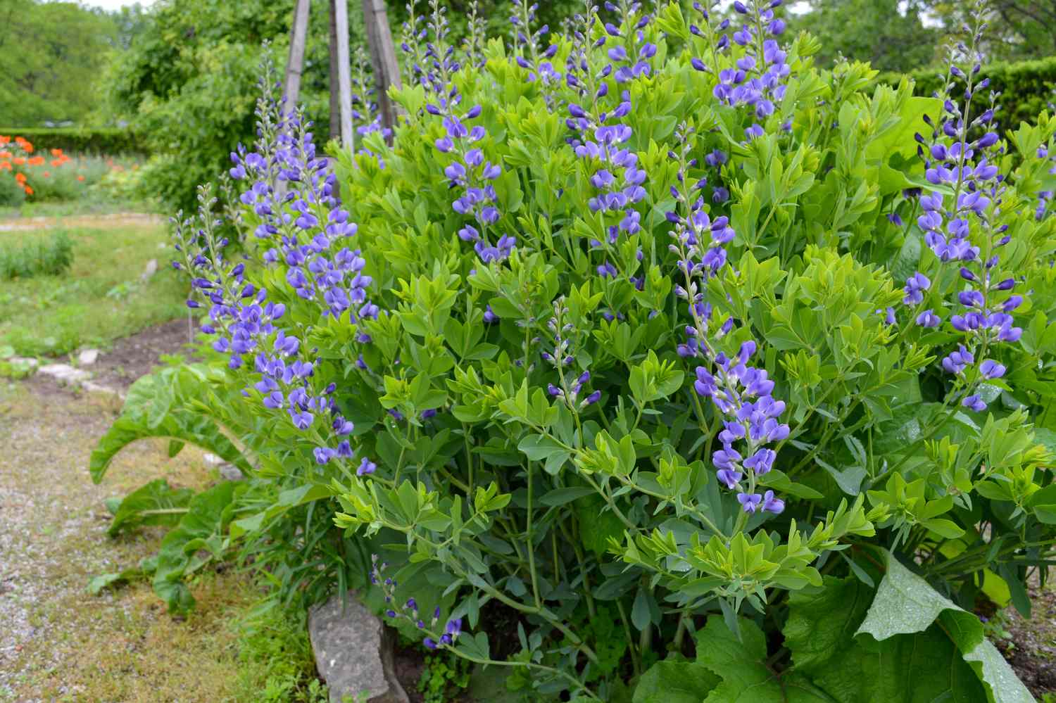 False indigo