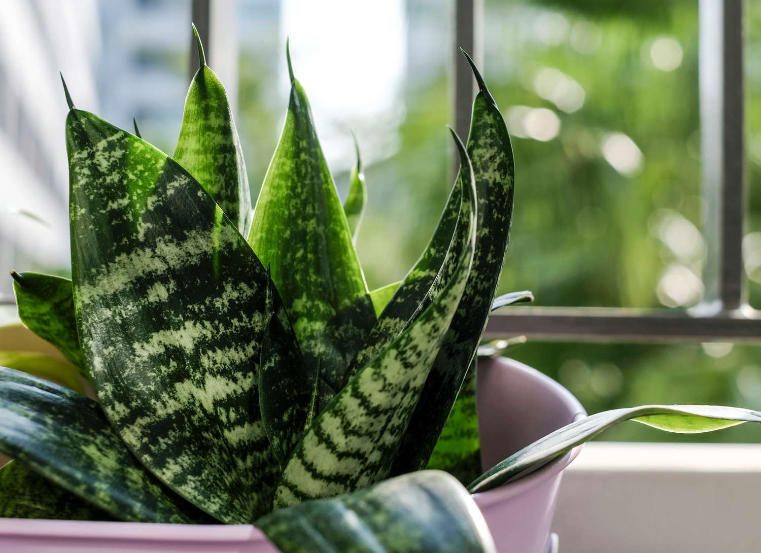 snake plant in a pink pot near a window