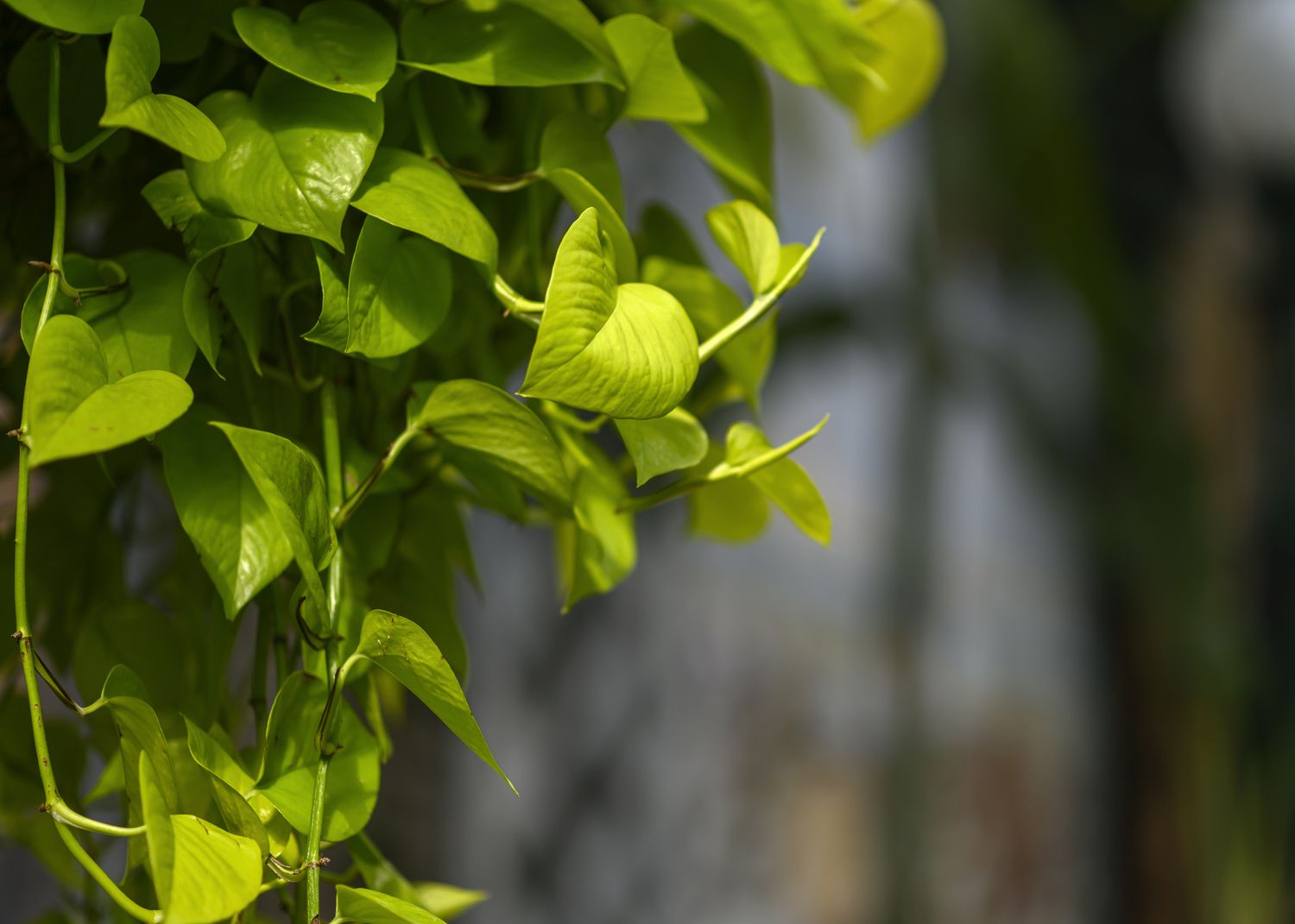 Golden Pothos creeper plant