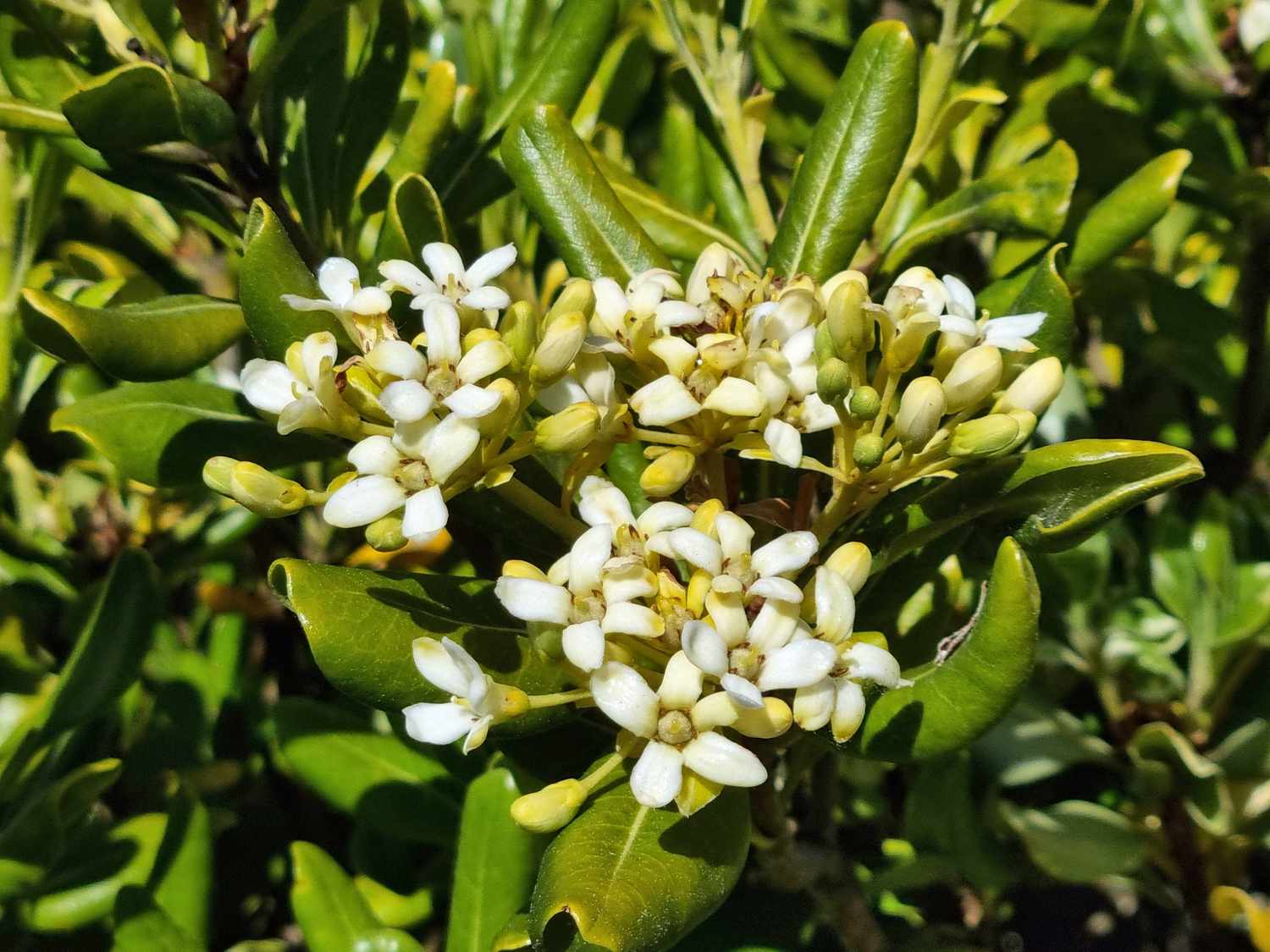 Pittosporum tobira with shiny green leaves and white flowers