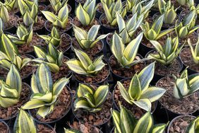 Dracaena trifasciata plants growing. 
