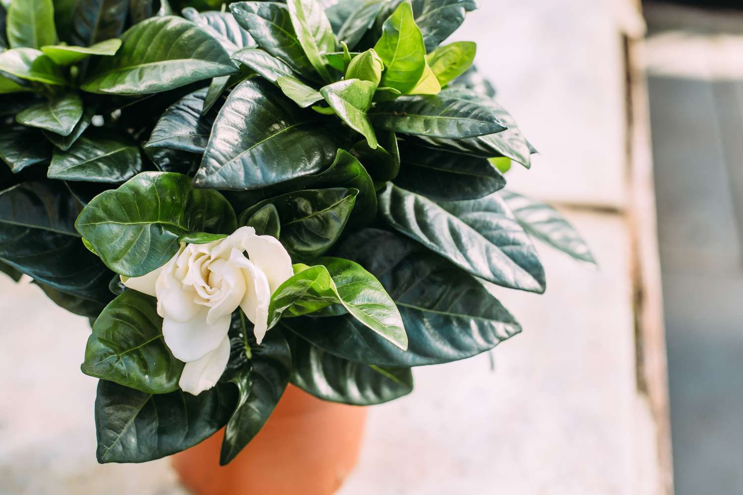 Gardenia plant with budding flower