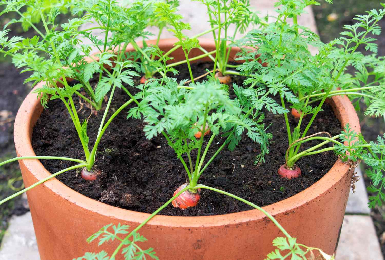 Carrots growing in a large garden pot surrounded by soil with their green tops visible