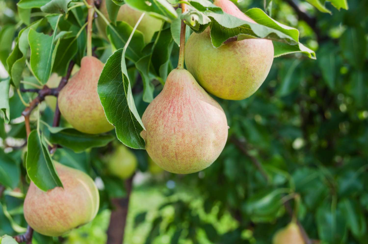 Pears hanging from a tree branch in a garden