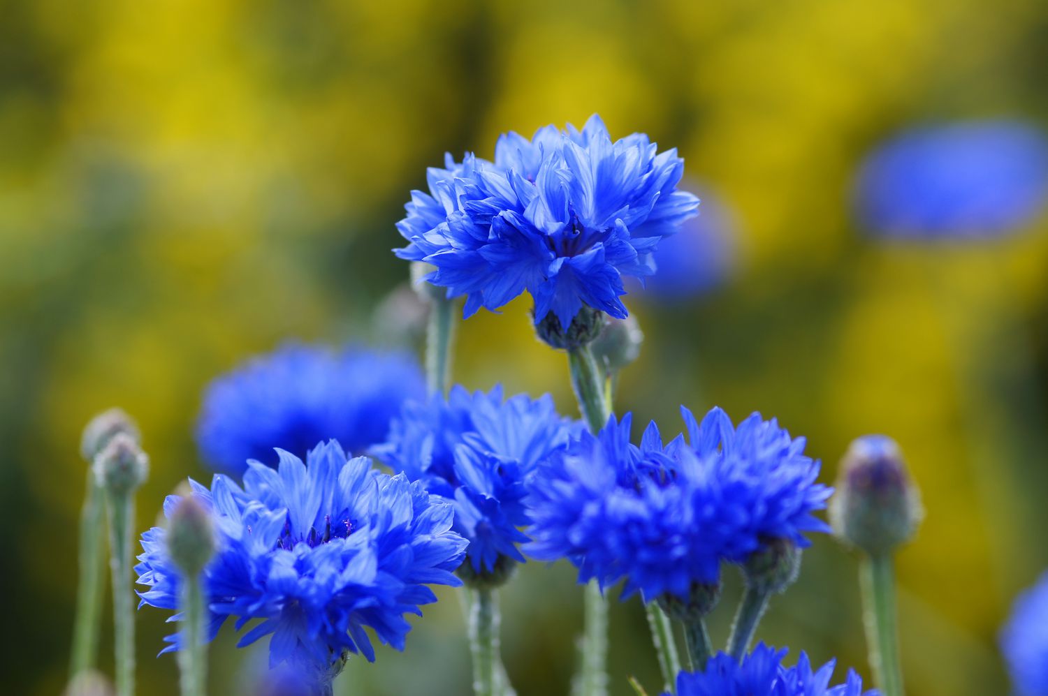 blue cornflowers